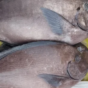 Black Pomfret Big / Vawaal