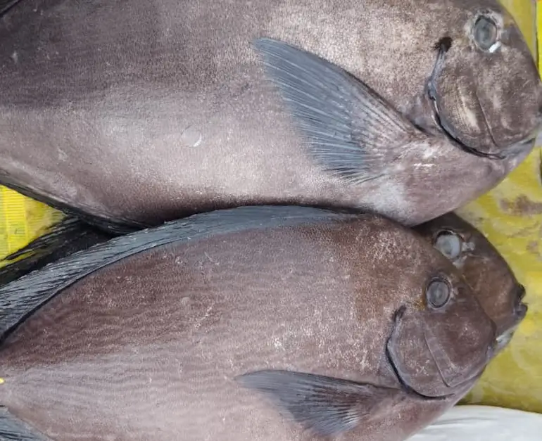 Black Pomfret Big / Vawaal