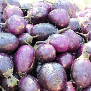 Brinjal கத்தரிக்காய்