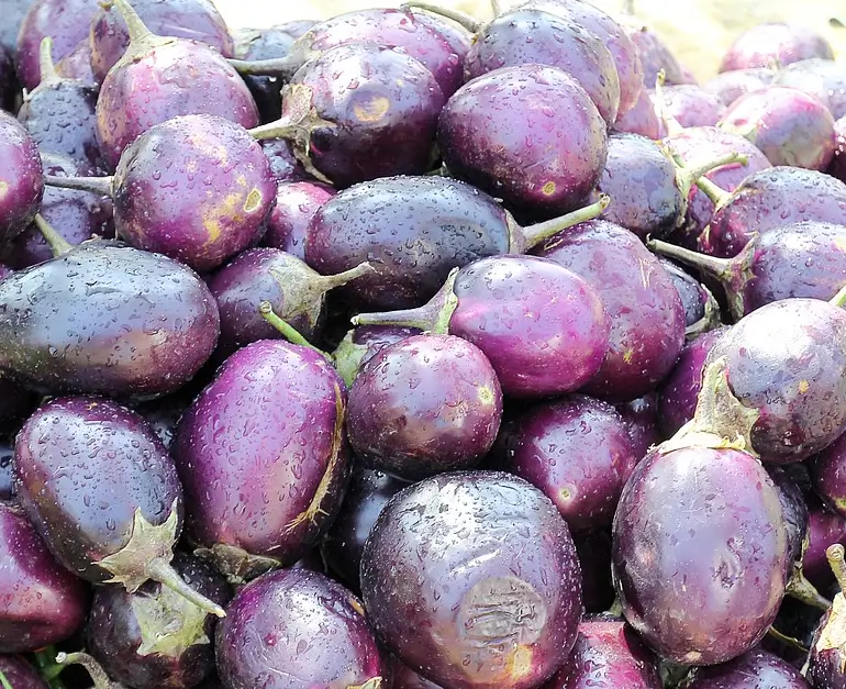 Brinjal கத்தரிக்காய்