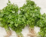 Coriander கொத்தமல்லி