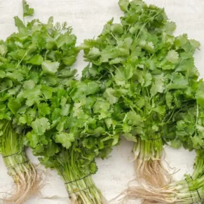Coriander கொத்தமல்லி