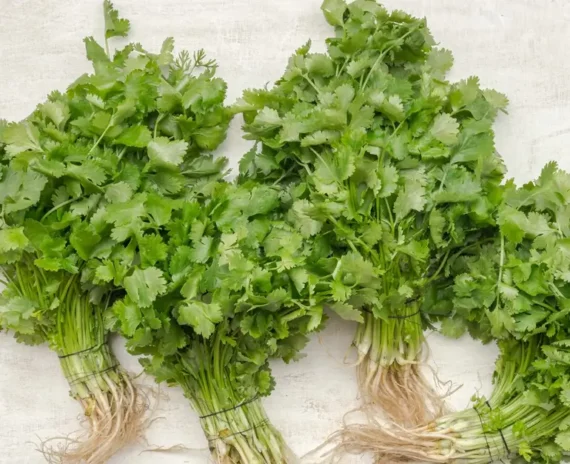 Coriander கொத்தமல்லி