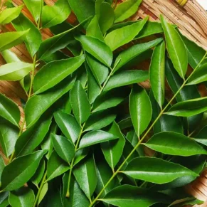 Curry leaves கருவேப்பிலை