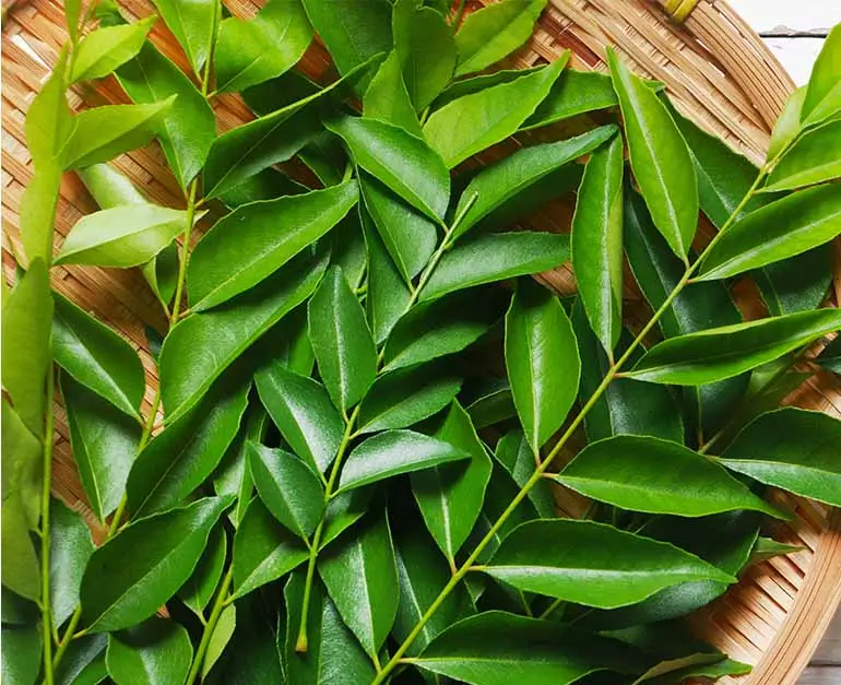 Curry leaves கருவேப்பிலை