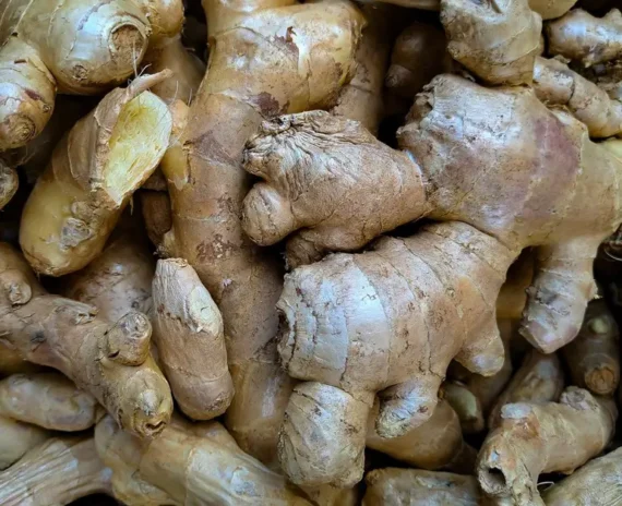 Ginger இஞ்சி