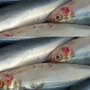 Sardine / Mathi