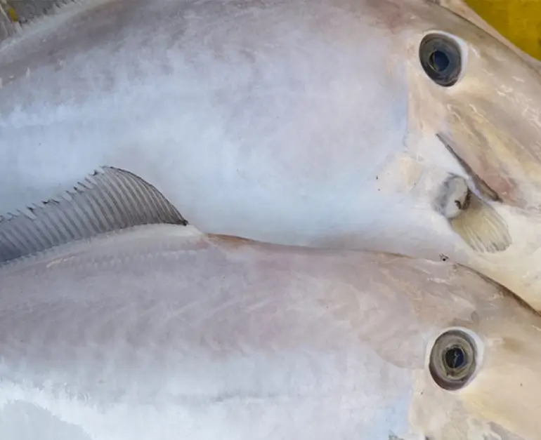 White Pomfret / White Vavval