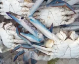Blue Crab
