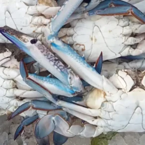 Blue Crab