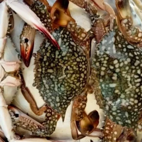 Mud Crab