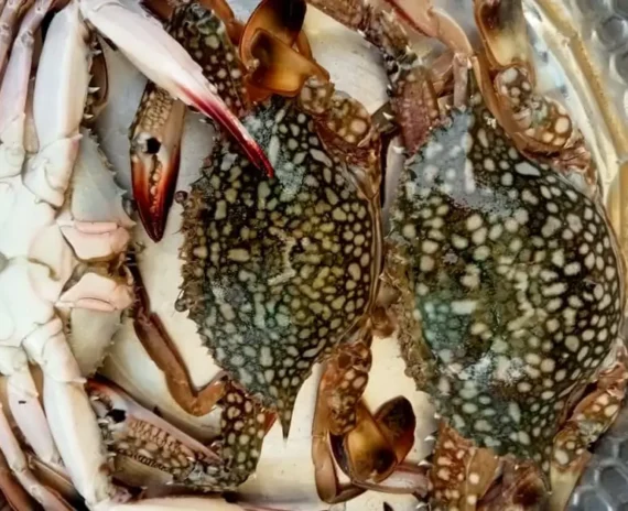 Mud Crab