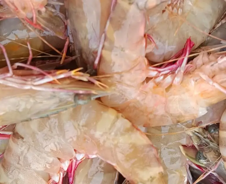 Prawns / Eraal