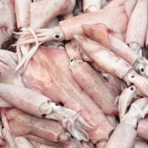 Squid / Koonthal / Kannava - Rings