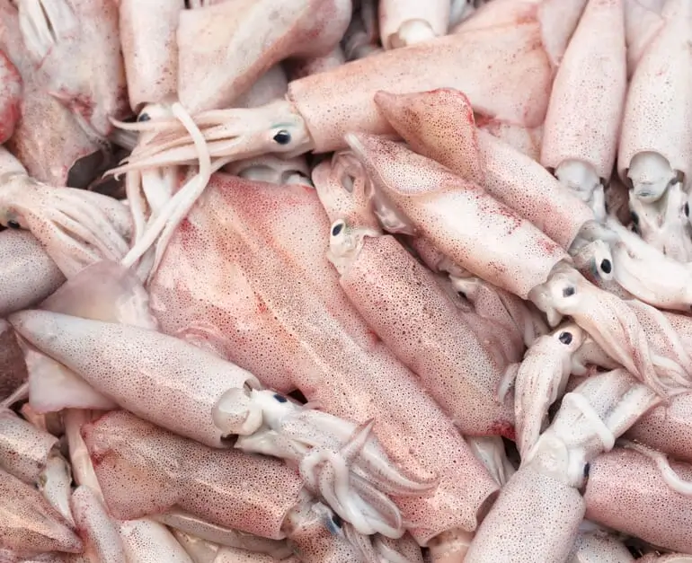 Squid / Koonthal / Kannava - Rings