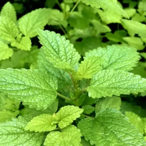 Mint Leaves