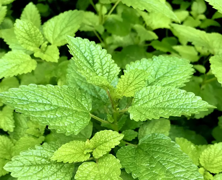 Mint Leaves