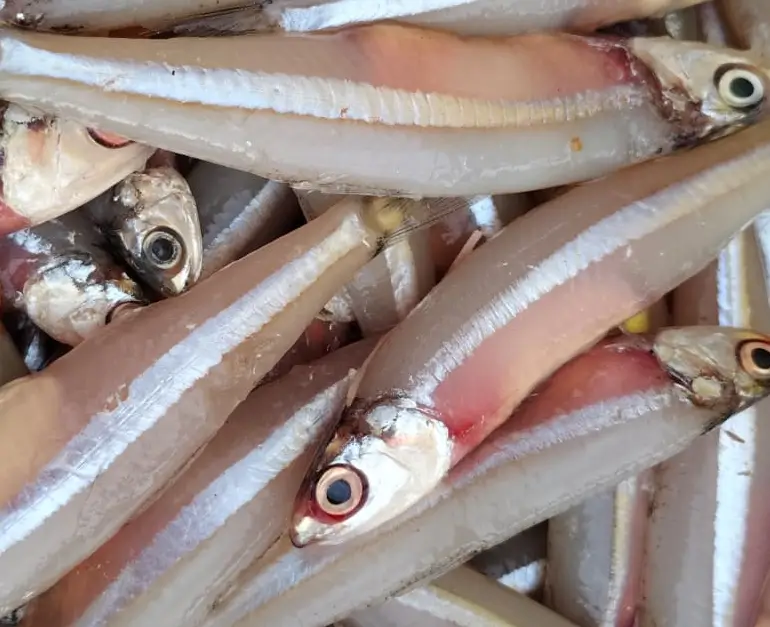 Anchovy / Nethili Meen