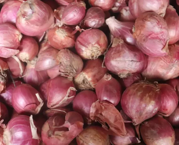 Onion Big வெங்காயம்