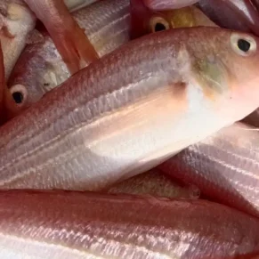 Red Snapper - Sankara