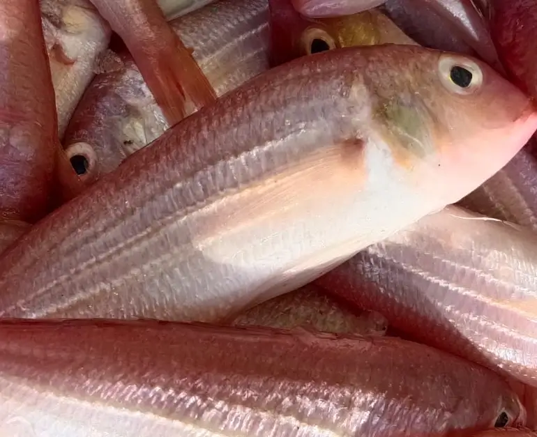 Red Snapper - Sankara