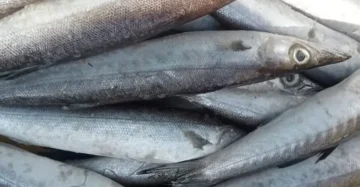 Barracuda Fish / Sheela