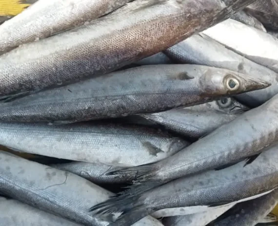 Barracuda Fish / Sheela