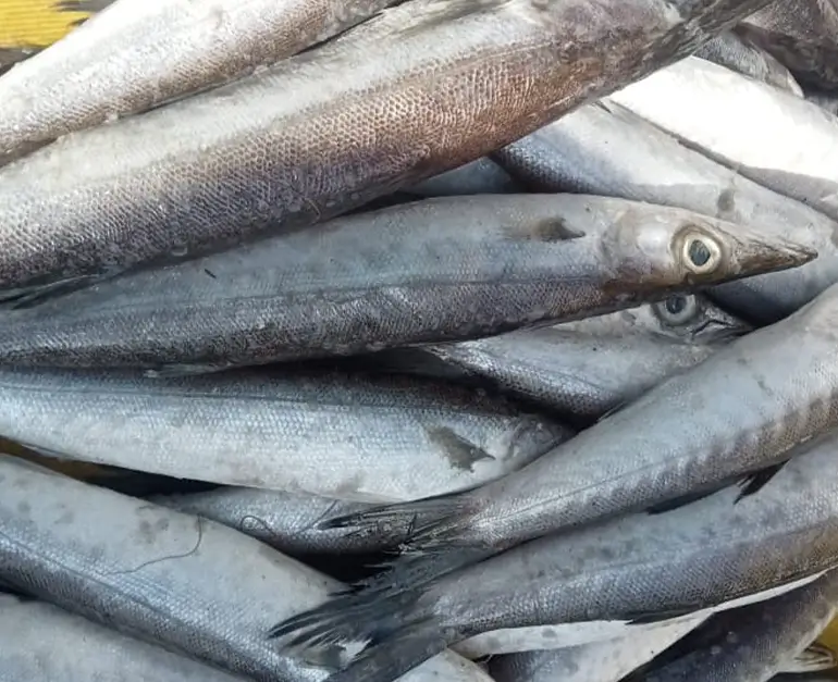Barracuda Fish / Sheela