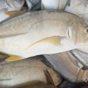 Blue Trevally - Thenga Paarai