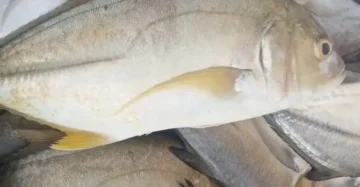 Blue Trevally - Thenga Paarai