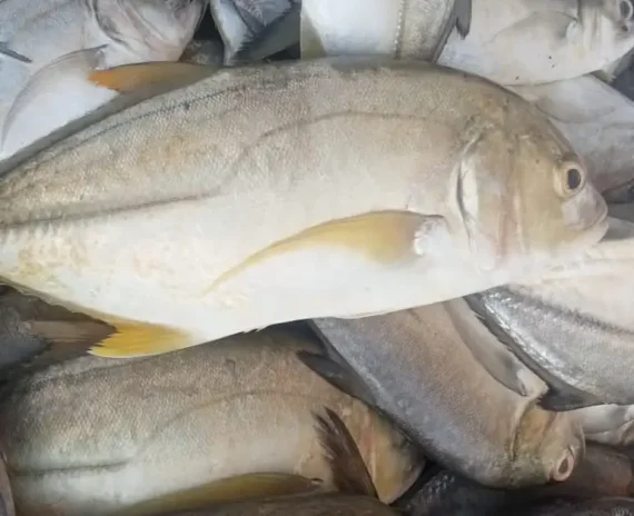 Blue Trevally - Thenga Paarai