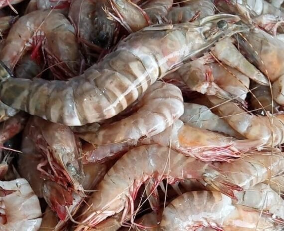 Tiger Prawn
