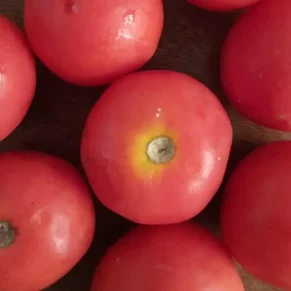 Tomato
