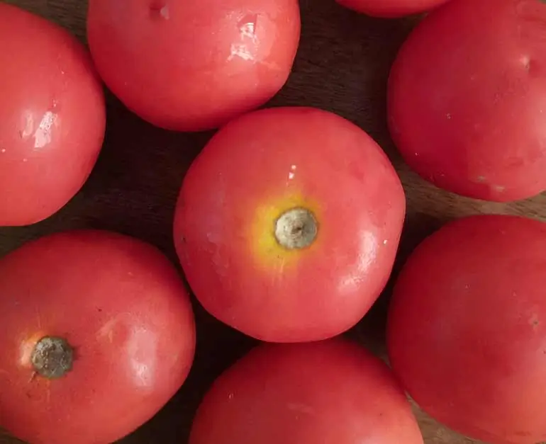 Tomato