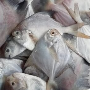 White Pomfret