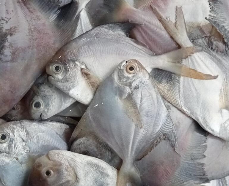 White Pomfret